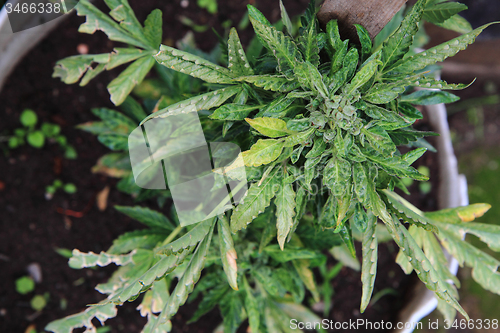 Image of marijuana plant\r\n