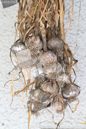 Image of garlic from small home farm