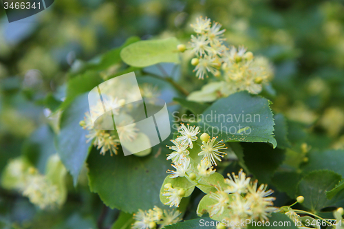 Image of basswood flowers background