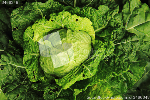 Image of cabbage plant