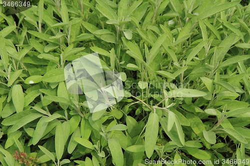 Image of salvia plant background