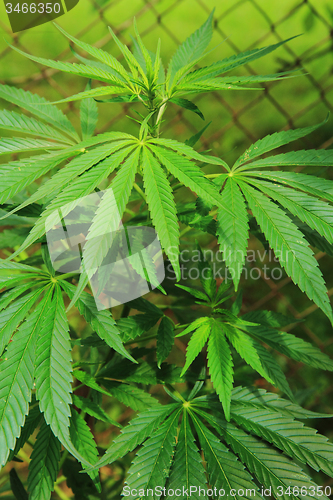 Image of marijuana plant\r\n