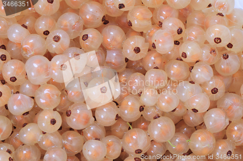 Image of white currant background