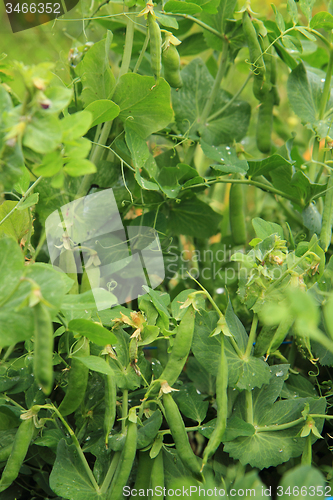 Image of pea plant from small garden