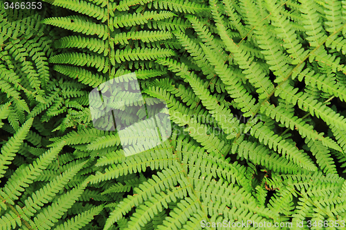 Image of green fern background