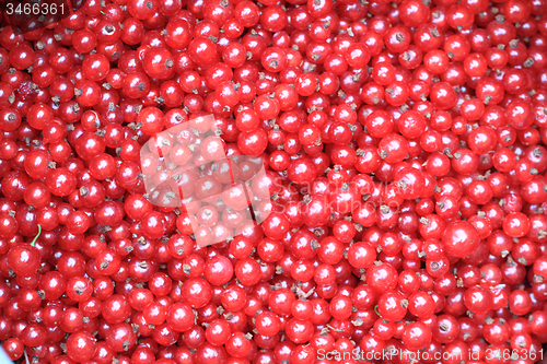 Image of red currant background