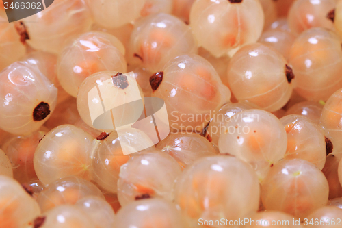 Image of white currant background