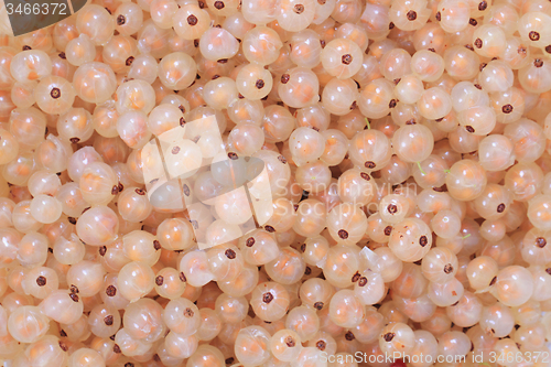 Image of white currant background