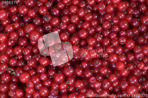 Image of red currant background