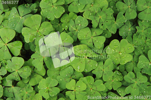 Image of plan look like four-leaf clover