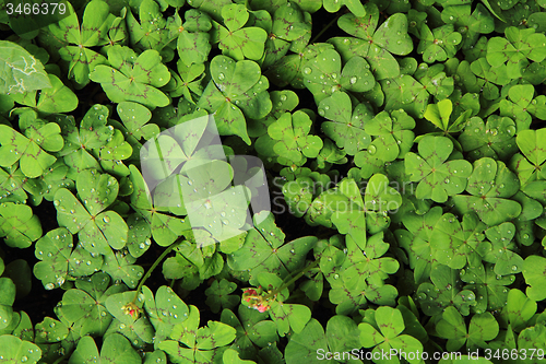 Image of plan look like four-leaf clover