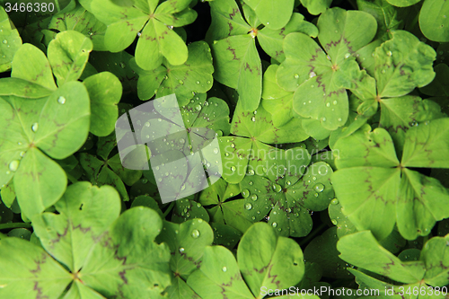 Image of plan look like four-leaf clover