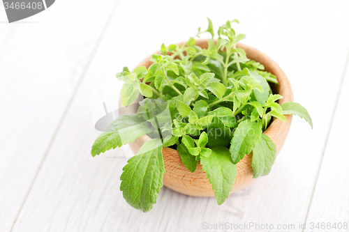 Image of Stevia Rebaudiana Bertoni 