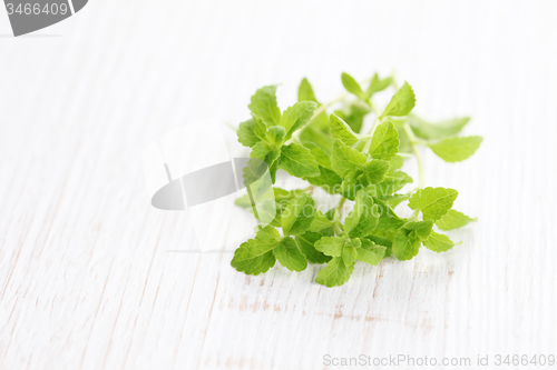 Image of Stevia Rebaudiana Bertoni 