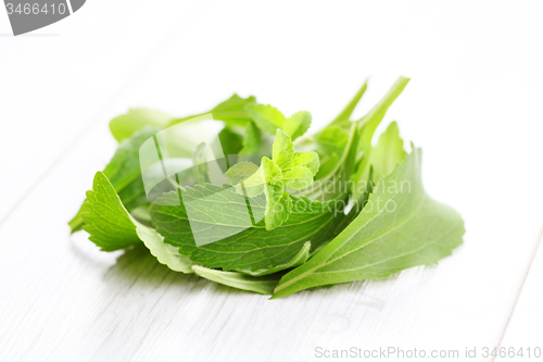 Image of Stevia Rebaudiana Bertoni 