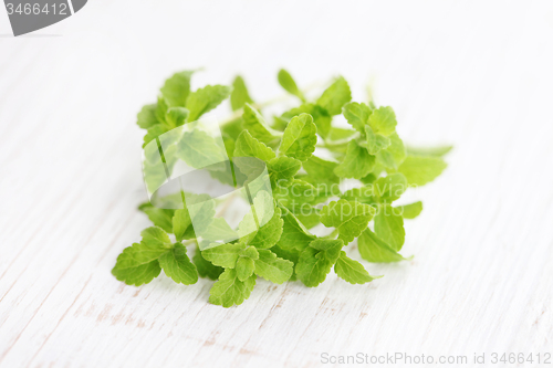 Image of Stevia Rebaudiana Bertoni 