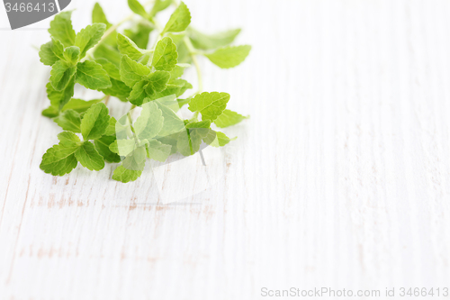 Image of Stevia Rebaudiana Bertoni 