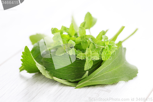 Image of Stevia Rebaudiana Bertoni 