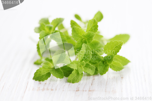 Image of Stevia Rebaudiana Bertoni 