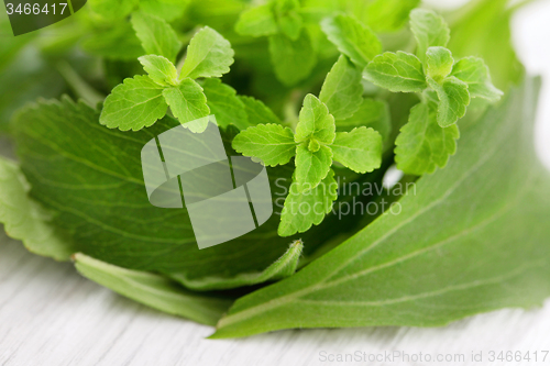 Image of Stevia Rebaudiana Bertoni 