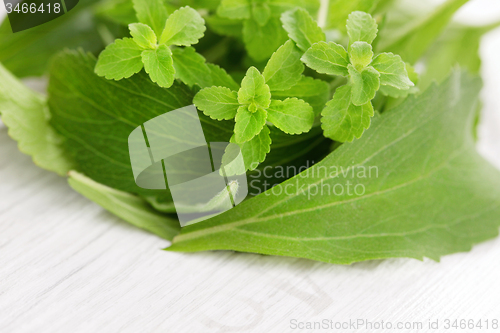 Image of Stevia Rebaudiana Bertoni 