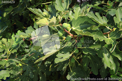 Image of natural fig plants