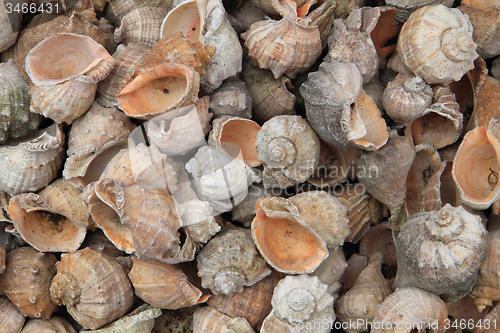 Image of sea shells background