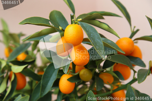 Image of Orange Kumquat