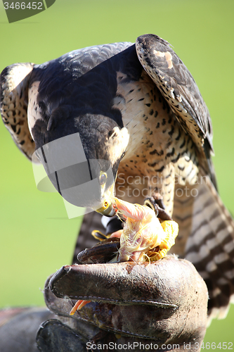 Image of hawk on the falconer gloves and eating meat