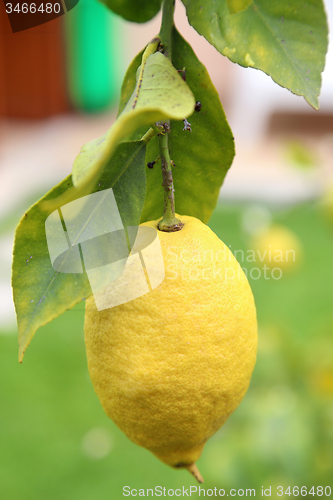 Image of Lemon with foliage in closeup