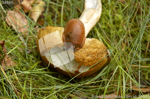 Image of Mushroom