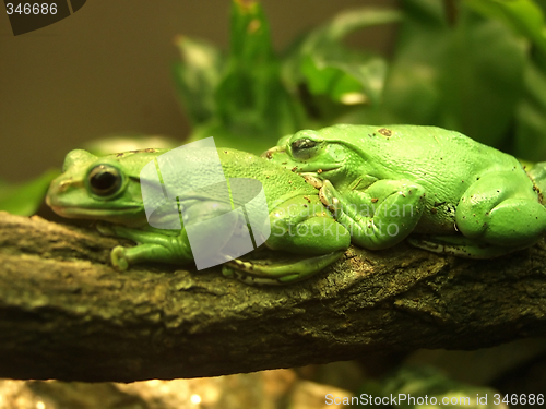 Image of Frogs in  love