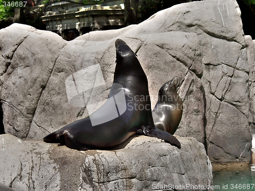 Image of Seals couple