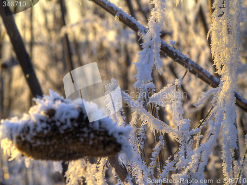 Image of Frost