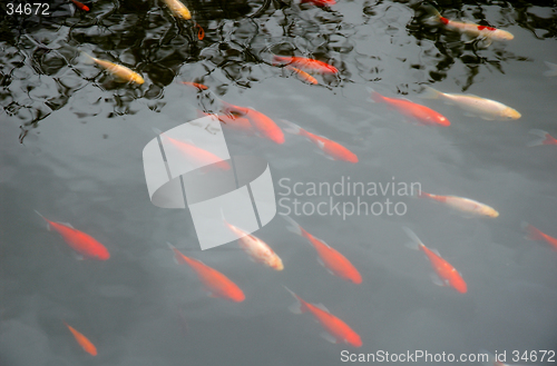 Image of Red fishes