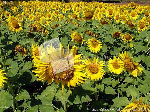 Image of Sunflowers