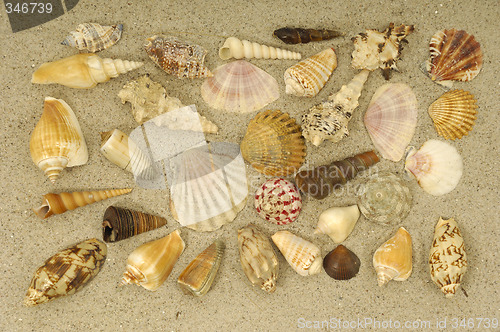 Image of Shell collection in sand