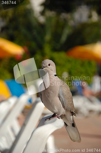 Image of Pigeon on vacation