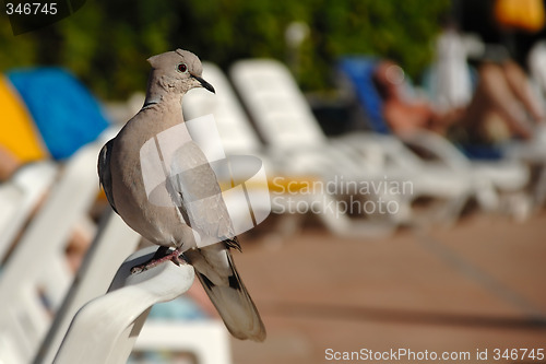 Image of Pigeon on vacation