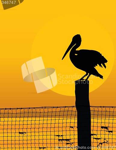 Image of Pelican Sunset