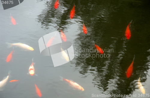 Image of Red fishes