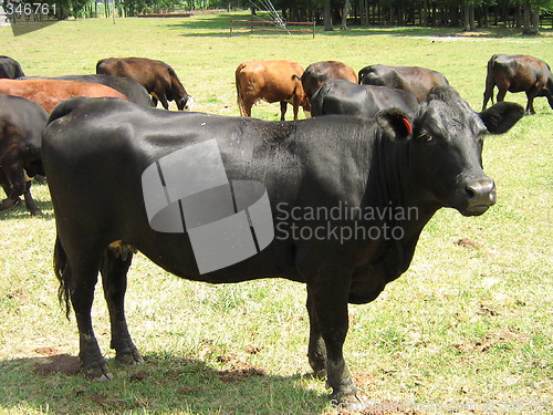 Image of Cattle