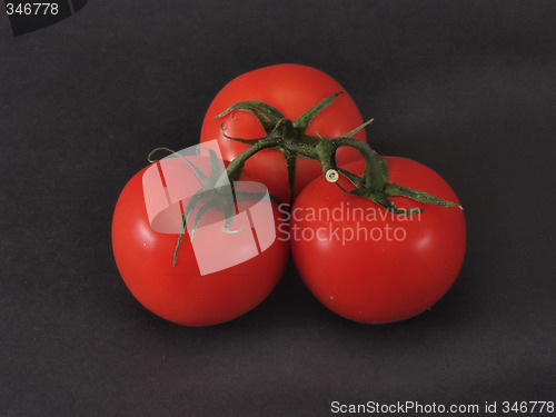 Image of Tomato Trio on Black