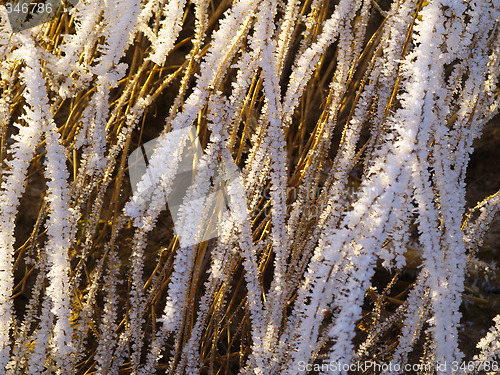 Image of Frost