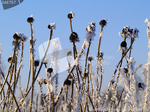 Image of Frost