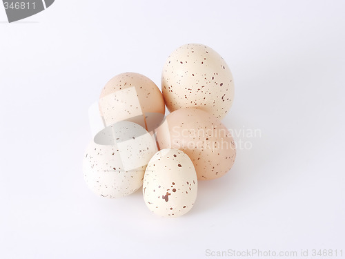 Image of Speckled Eggs