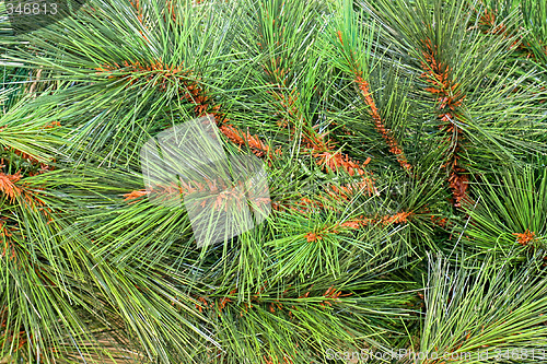 Image of Pine needles pattern