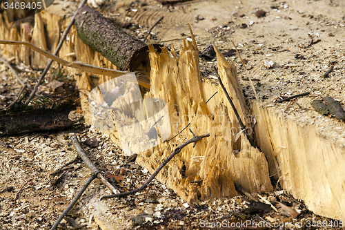 Image of the broken tree  