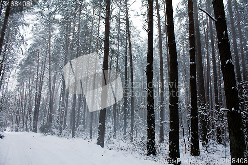 Image of trees   in winter