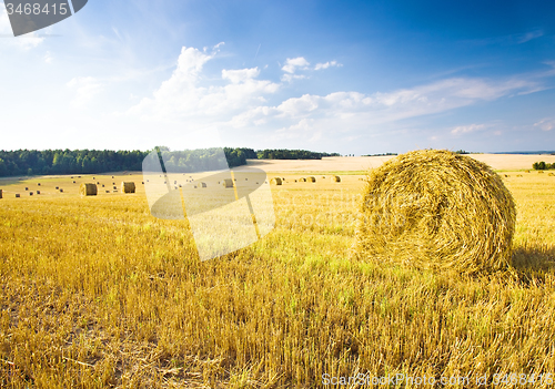 Image of  harvest company